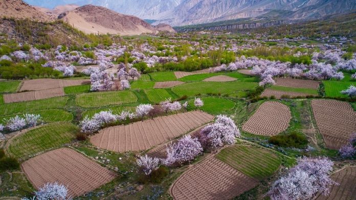 Spring Blossom at Chunda Valley